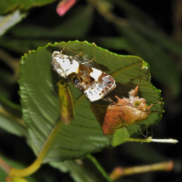 Acontia lucida - fehér nappalibagoly