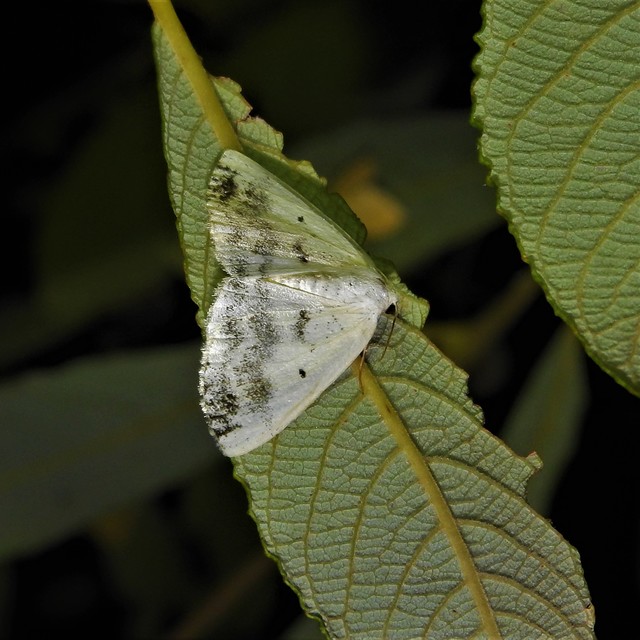 Lomographa temerata - foltos fehéraraszoló