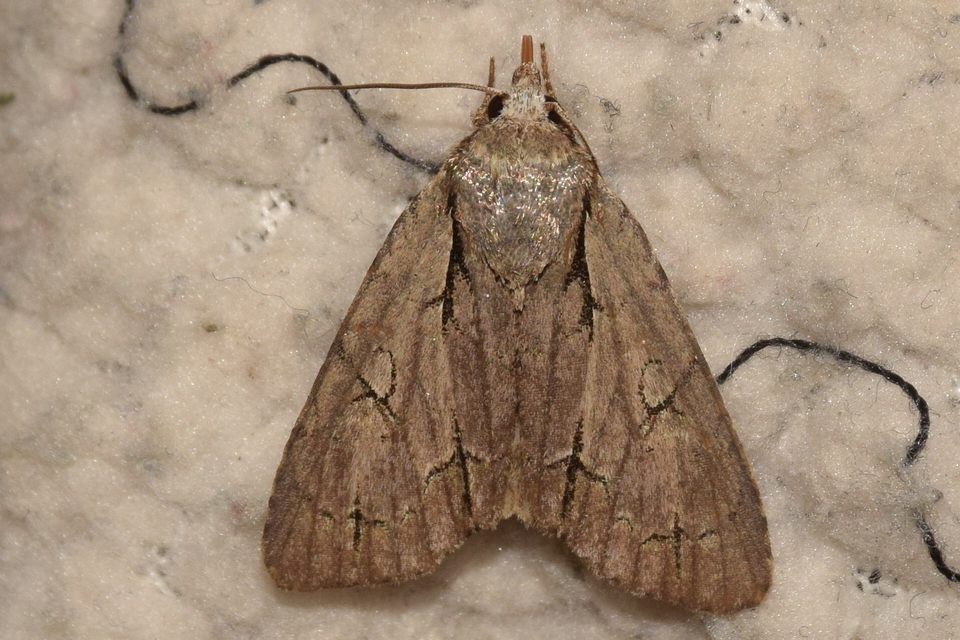 Acronicta tridens - barnás szigonyosbagoly