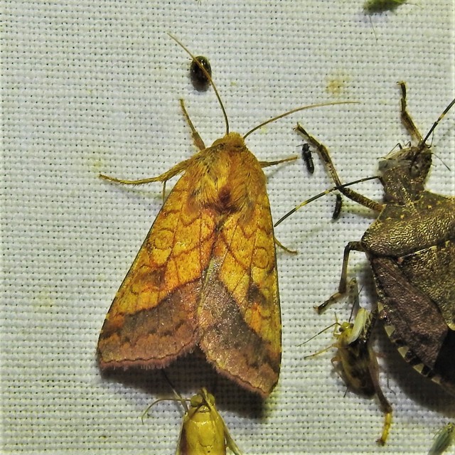 Pyrrhia umbra - iglicebagoly