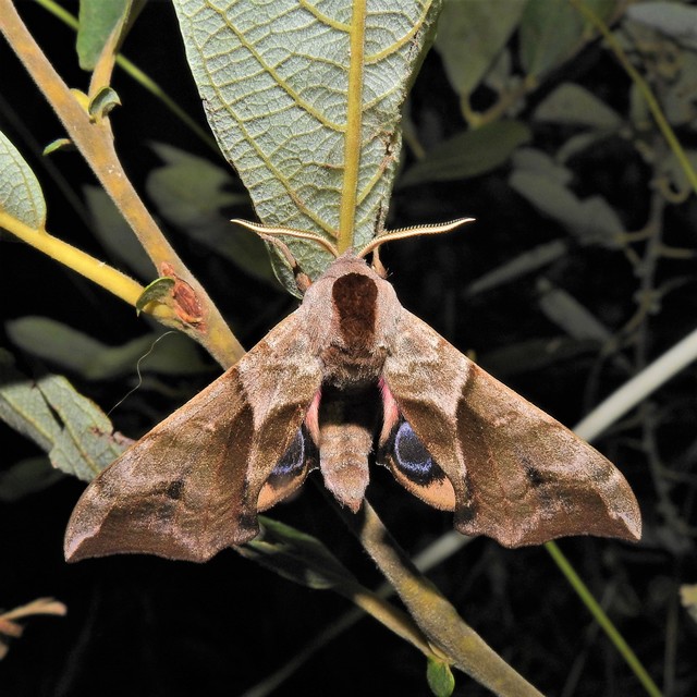 Smerinthus ocellatus - esti pávaszem