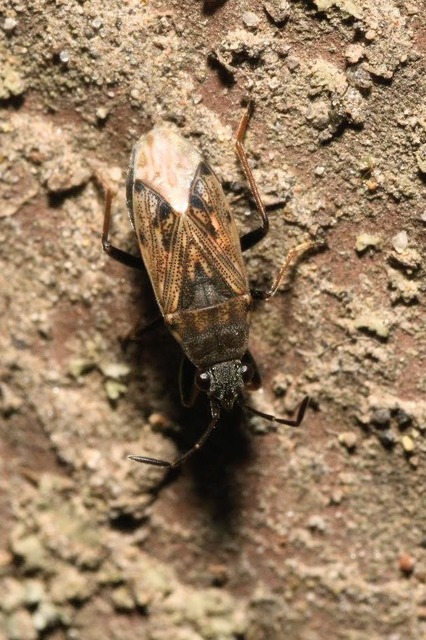 Peritrechus gracilicornis - vékonycsápú feketésbodobács