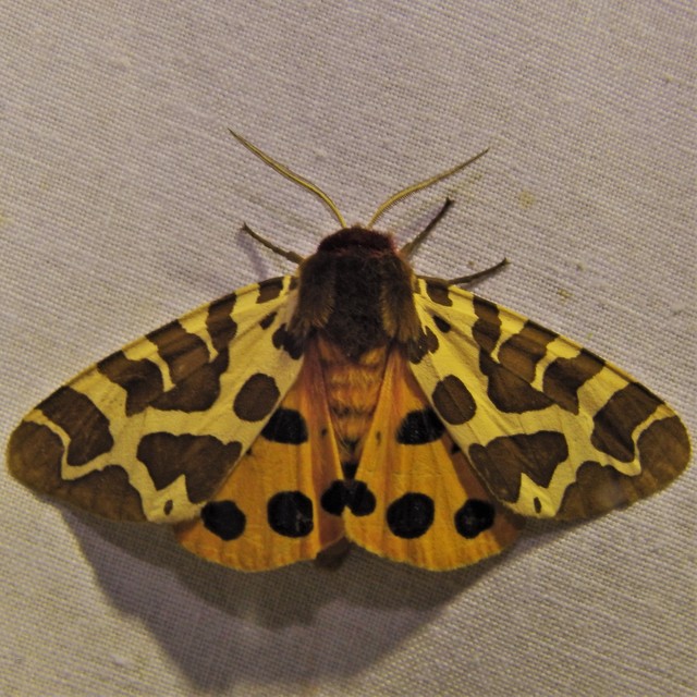 Arctia caja - közönséges medvelepke