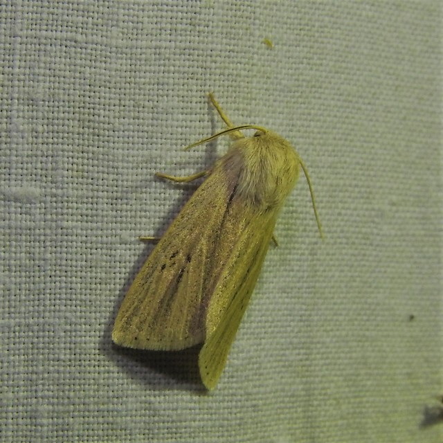 Simyra albovenosa - mocsári lándzsásbagoly Simyra albovenosa - mocsári lándzsásbagoly