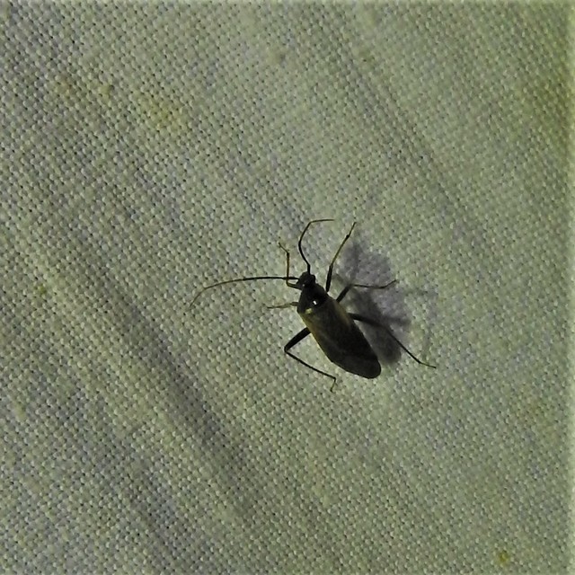 Adelphocoris seticornis - szegélyes mezeipoloska