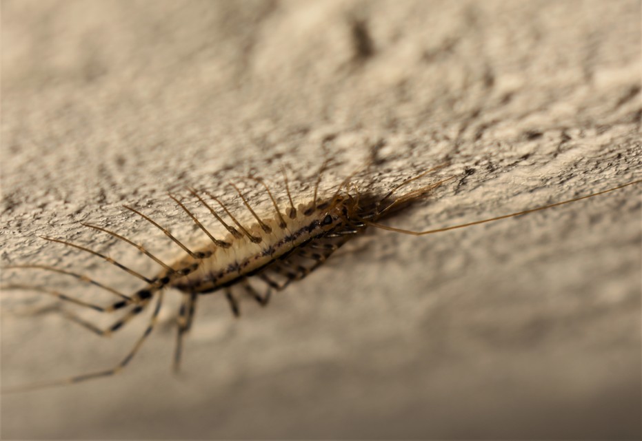 Scutigera coleoptrata - légyölő pókszázlábú