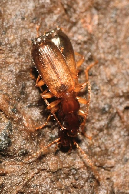 Paradromius linearis - karcsú kéregfutó