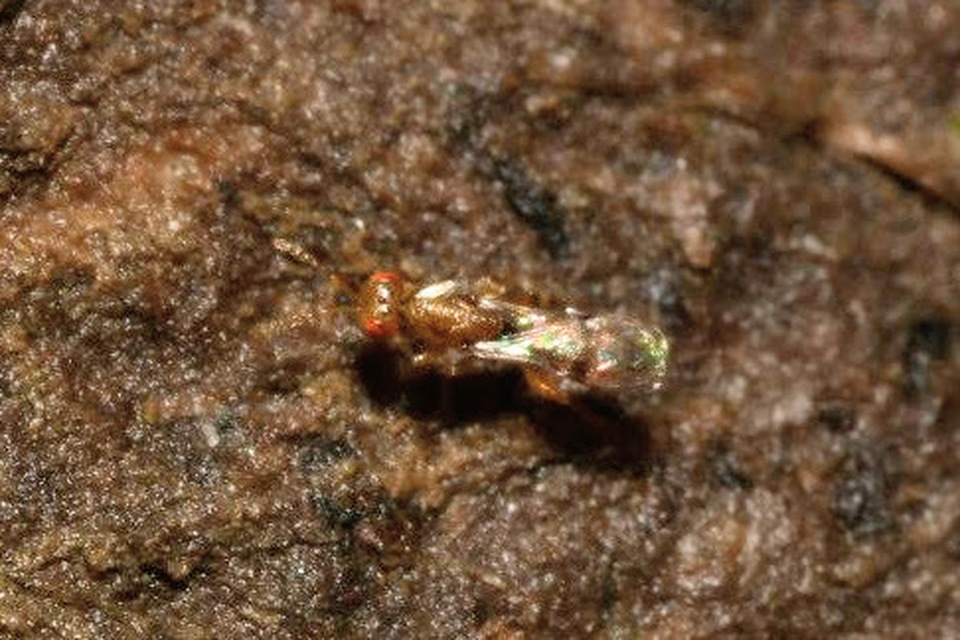 Sycophila