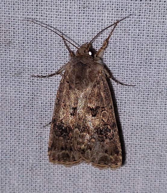Agrotis bigramma - kétjegyű földibagoly