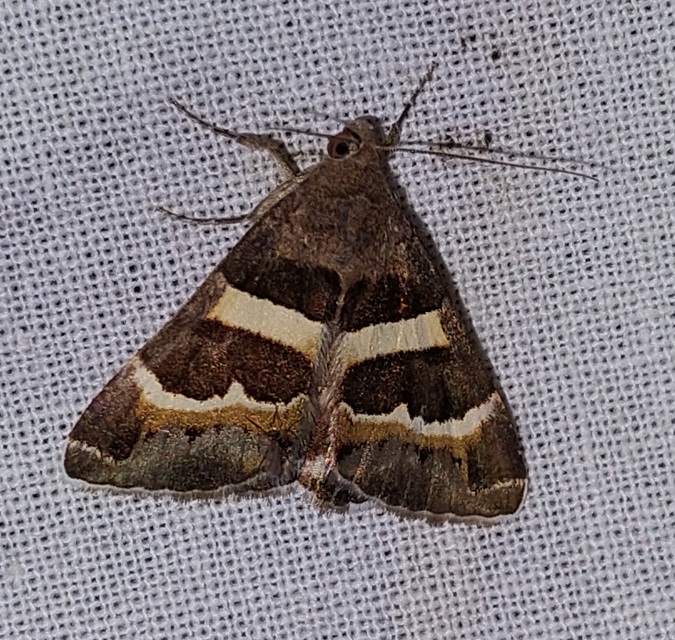 Prodotis stolida - tölgy-porcelánbagoly