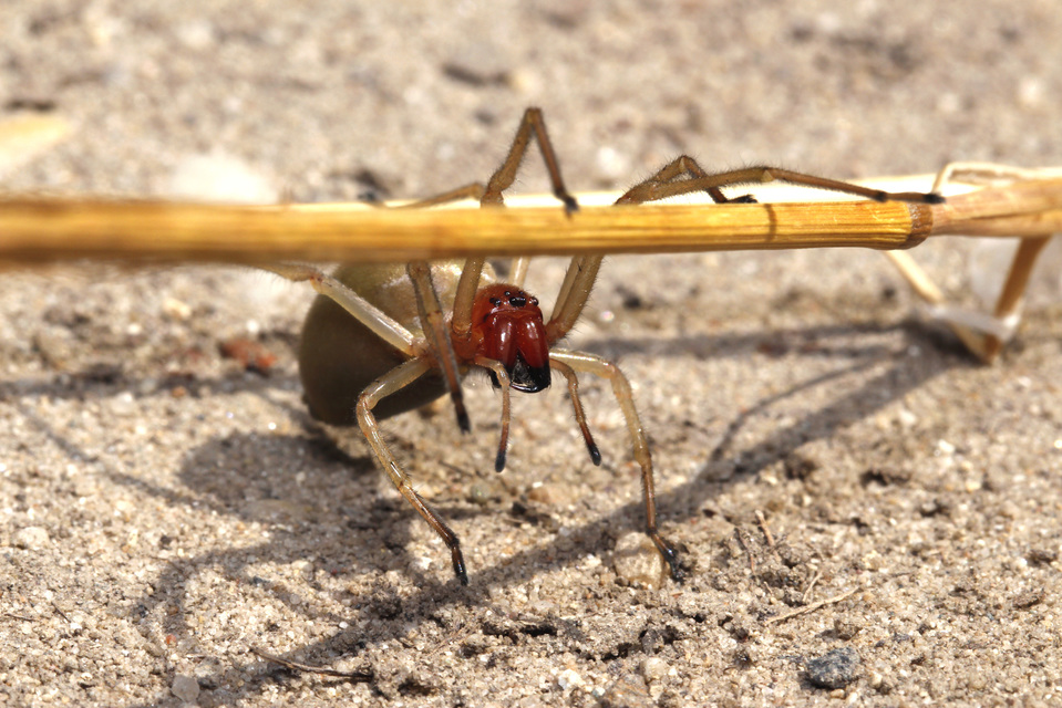 Cheiracanthium punctorium - mérges dajkapók