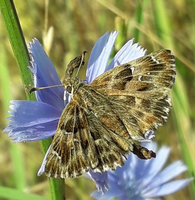 Carcharodus alceae - mályva-busalepke