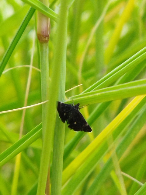 Heliothela wulfeniana - fényes kormosmoly