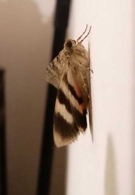 Catocala puerpera - nyárfa-övesbagoly