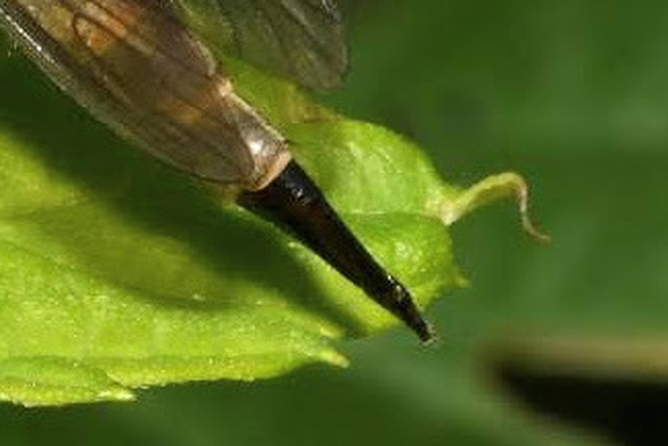 Aneomochtherus