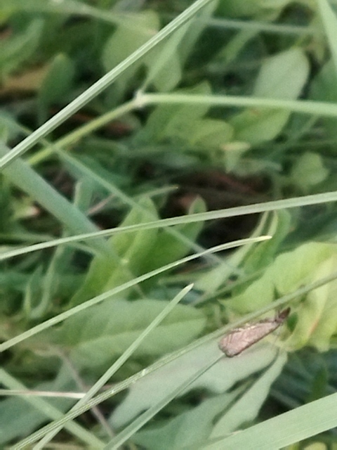 Platytes cerussella - törpe fűgyökérmoly