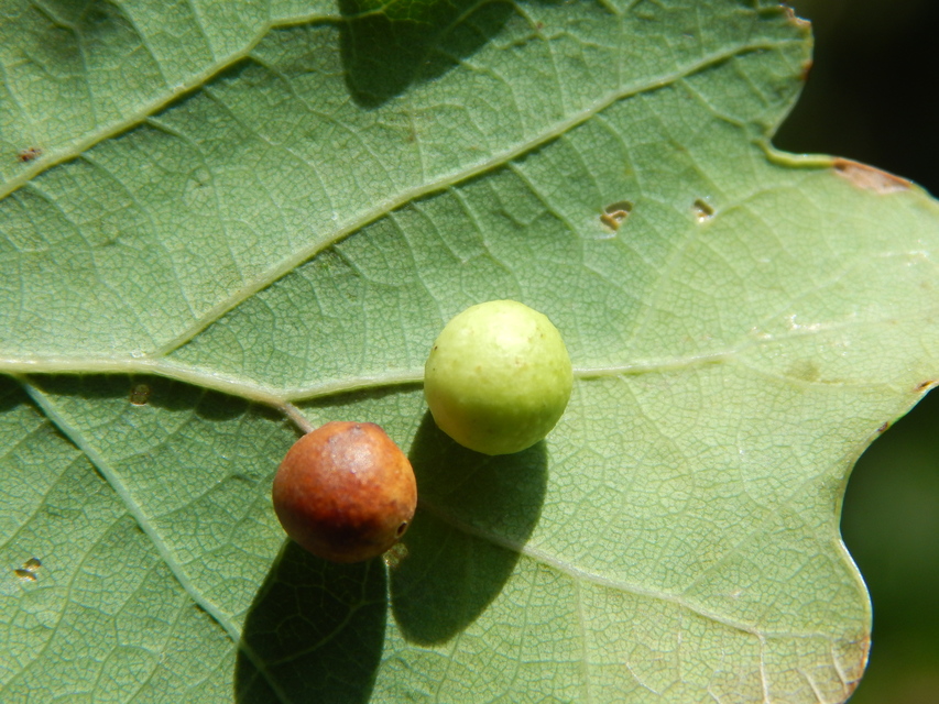 Cynips quercusfolii - golyógubacsdarázs