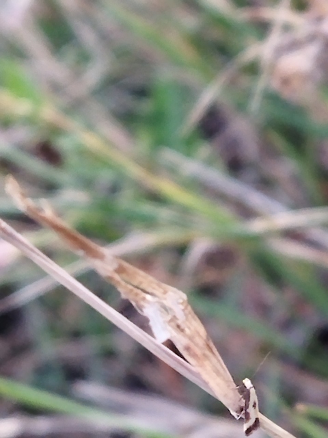Brachmia dimidiella - citromkocsord-lápimoly