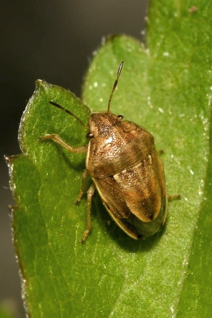 Neottiglossa leporina - sárgahasú címerespoloska Neottiglossa leporina - sárgahasú címerespoloska