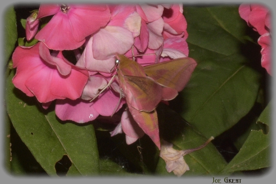 Deilephila elpenor - szőlőszender