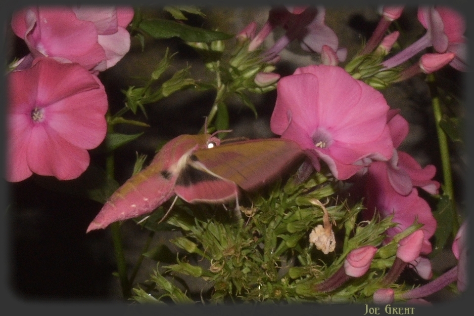 Deilephila elpenor - szőlőszender