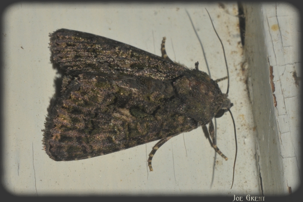 Anophia leucomelas - déli folyófűbagoly