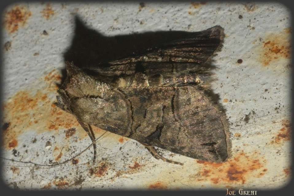 Abrostola tripartita - szürkeövű csalánbagoly