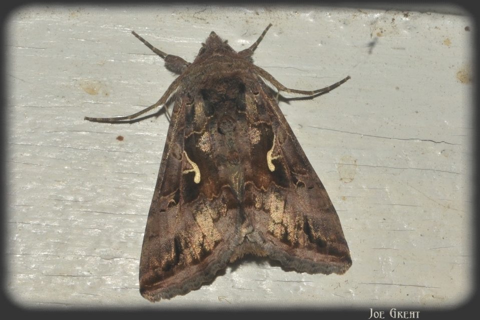 Autographa gamma - gammalepke