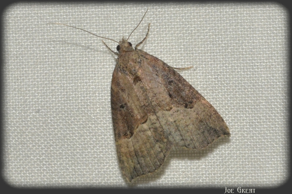 Hypena rostralis - közönséges karcsúbagoly