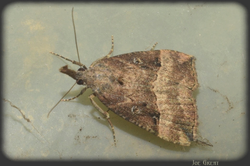 Hypena rostralis - közönséges karcsúbagoly