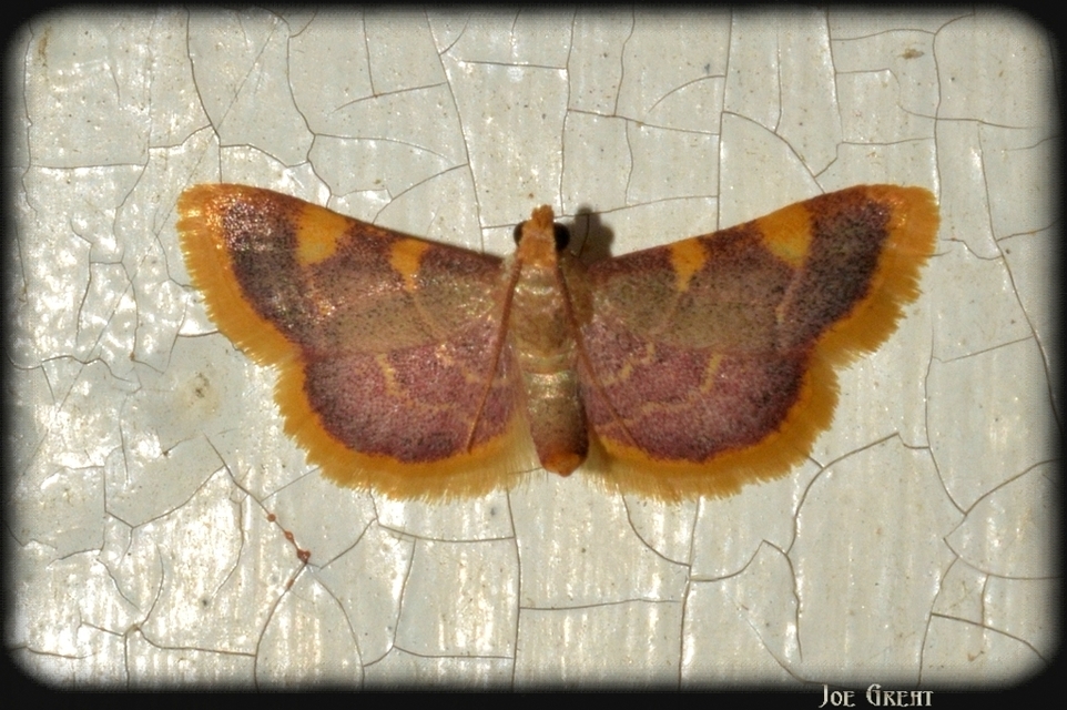 Hypsopygia costalis - szénailonca
