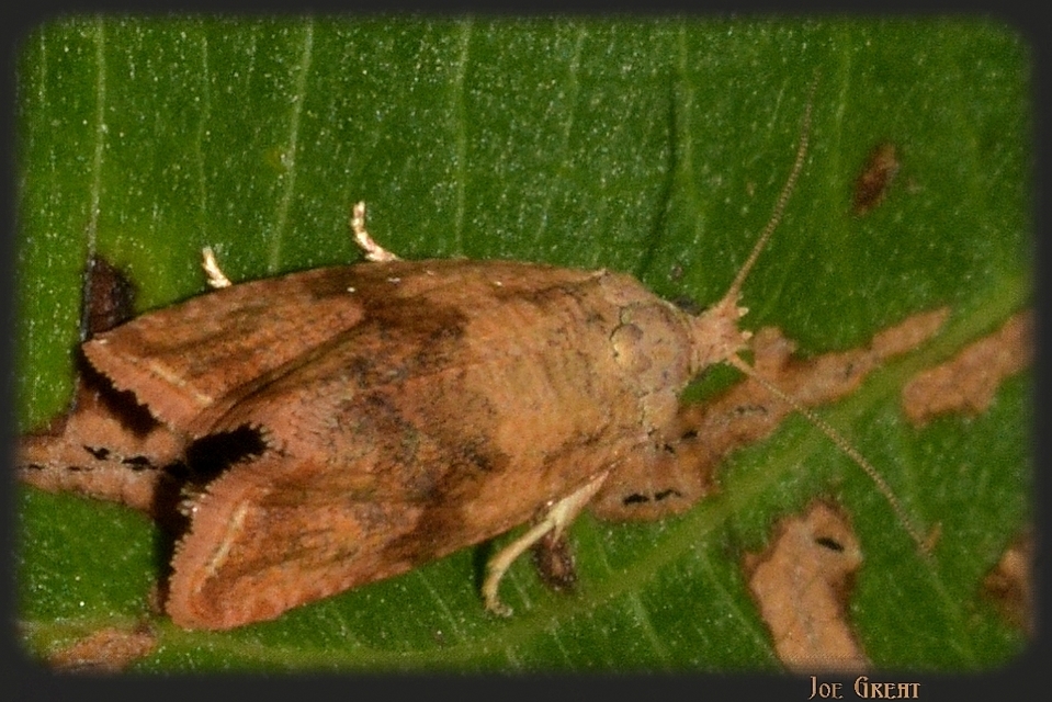 Celypha striana - pitypangfúró tükrösmoly