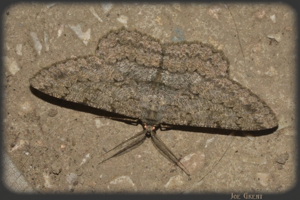 Hypomecis punctinalis - pettyes faaraszoló