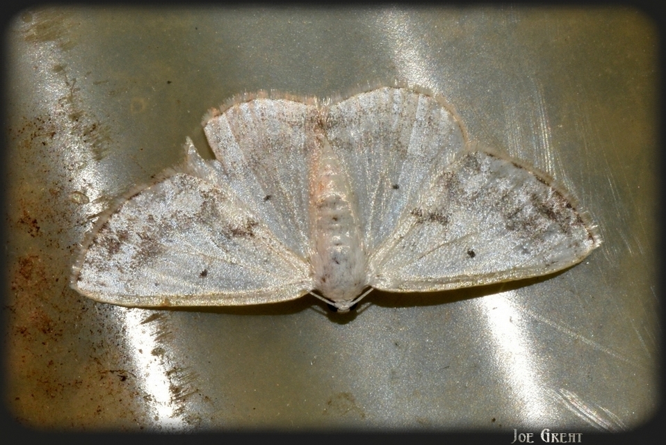 Lomographa temerata - foltos fehéraraszoló