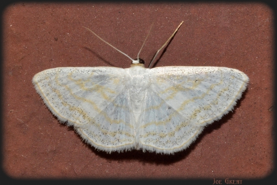 Scopula caricaria - mocsári fehéraraszoló