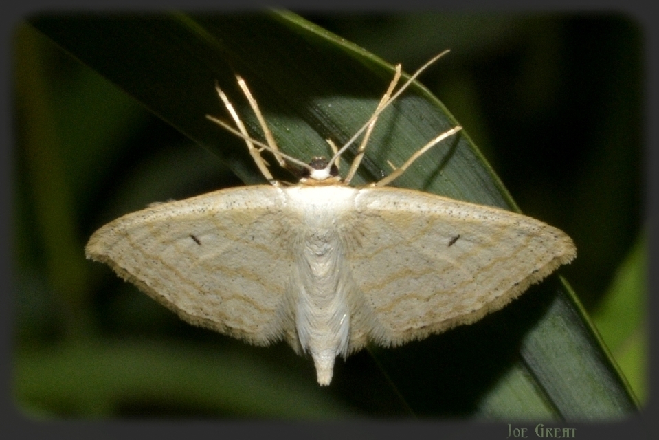 Scopula