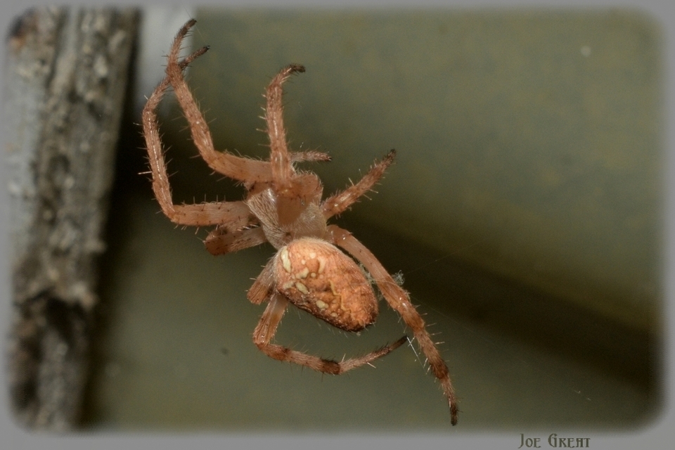 Araneus diadematus - koronás keresztespók