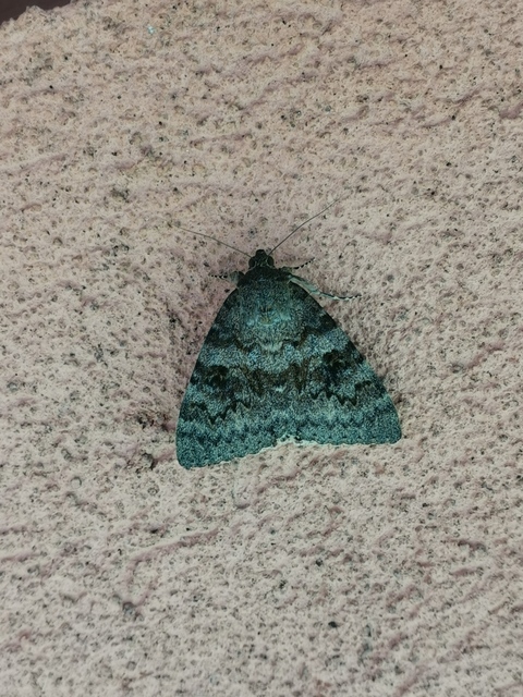 Catocala elocata - közönséges övesbagoly