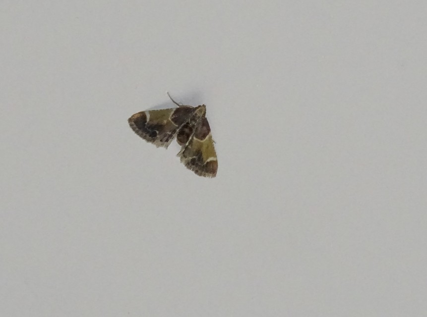 Pyralis farinalis - lisztilonca