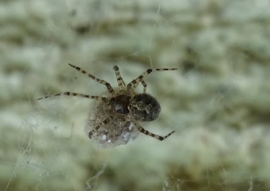 Theridion melanurum - fűrészes törpepók