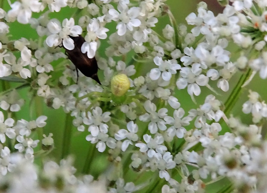 Ebrechtella tricuspidata - alakoskodó karolópók