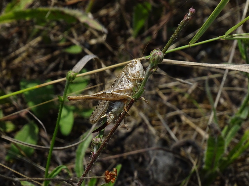 Platycleis affinis - púposhasú rétiszöcske