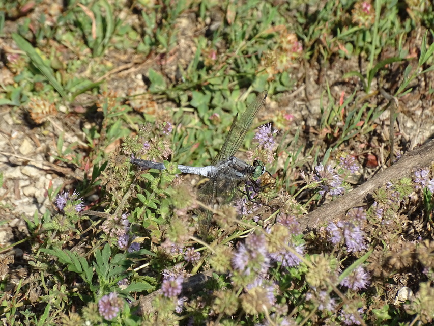 Orthetrum albistylum - fehérfarkú pásztorszitakötő