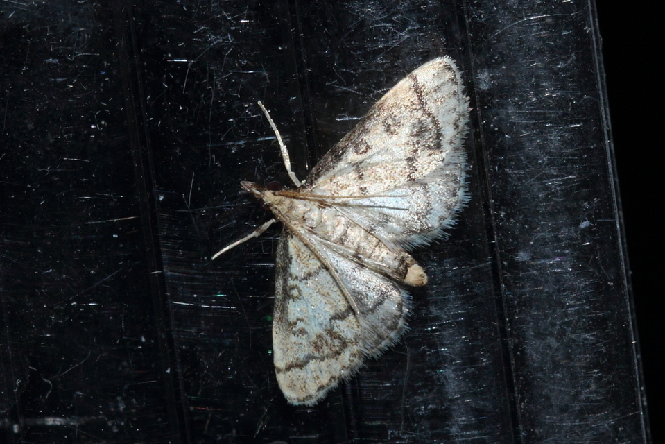 Metasia ophialis - kígyósávos tűzmoly