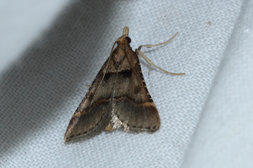 Stemmatophora brunnealis - barna fényilonca