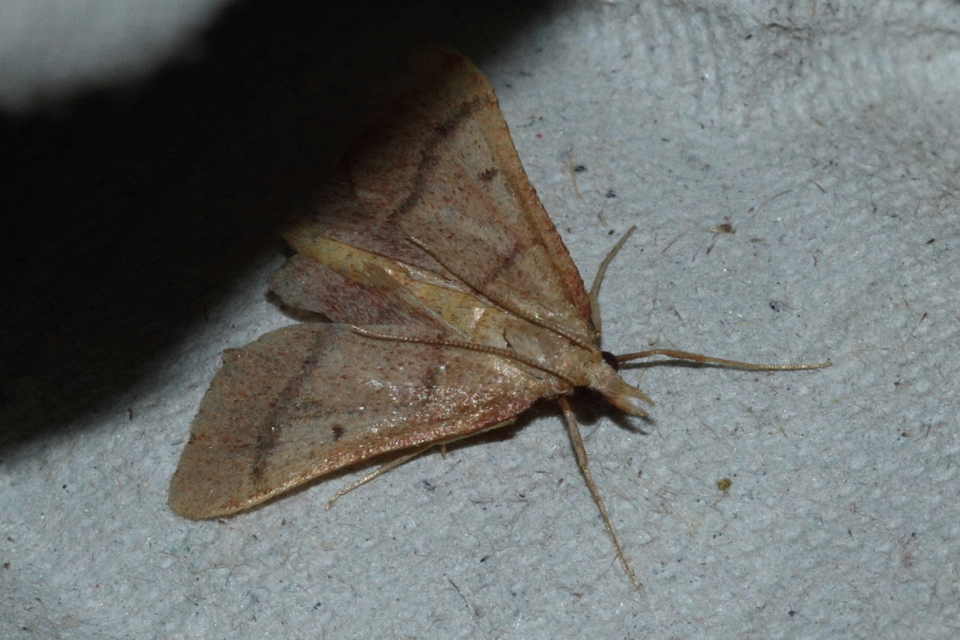 Stemmatophora honestalis - karsztlakó fényilonca