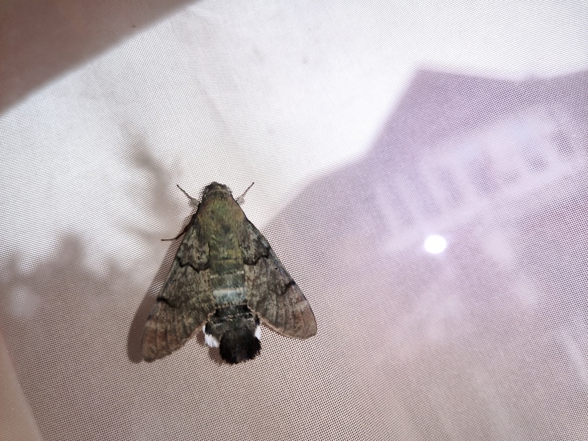 Macroglossum stellatarum - kacsafarkú szender