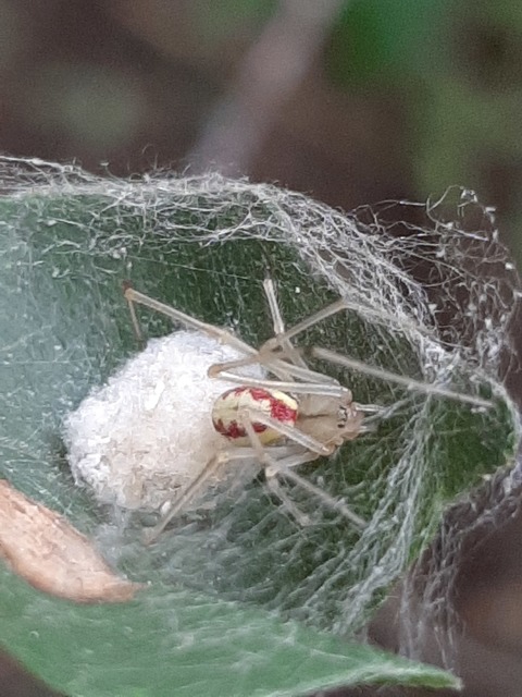 Enoplognatha ovata - vonalas törpepók