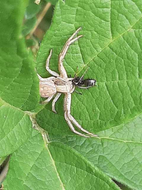 Spiracme striatipes - csíkoslábú karolópók