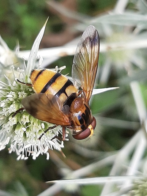 Volucella inanis - háromöves pihelégy